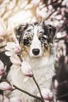 male Australian Shepherd
