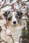 male Australian Shepherd
