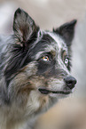 female Australian Shepherd