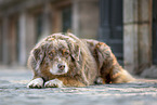 male Australian Shepherd