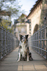 female Australian Shepherd