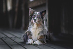 female Australian Shepherd