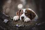 male Australian Shepherd