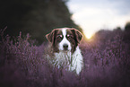 male Australian Shepherd