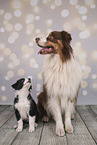 2 dogs
