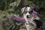 young Australian Shepherd