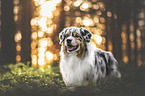male Australian Shepherd