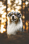 male Australian Shepherd