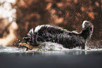 tricolour Australian Shepherd
