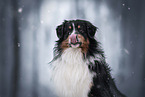 tricolour Australian Shepherd