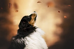 tricolour Australian Shepherd