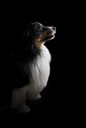tricolour Australian Shepherd