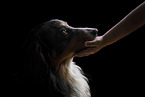 tricolour Australian Shepherd