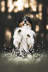 tricolour Australian Shepherd