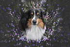 tricolour Australian Shepherd