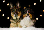 2 dogs