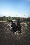 2 dogs