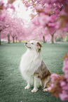 male Australian Shepherd