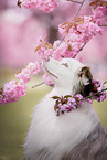 male Australian Shepherd