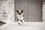 Australian Shepherd Puppy