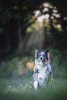 adult Australian Shepherd