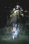 adult Australian Shepherd