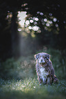 adult Australian Shepherd