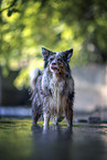 adult Australian Shepherd
