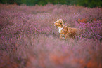 Australian Shepherd in summer