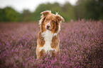 Australian Shepherd in summer