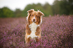 Australian Shepherd in summer