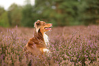 Australian Shepherd in summer