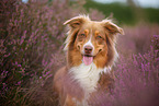 Australian Shepherd in summer