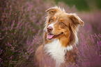 Australian Shepherd in summer