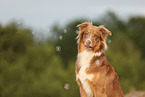 Australian Shepherd in summer