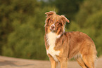 Australian Shepherd in summer