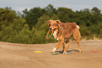 Australian Shepherd in summer
