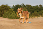 Australian Shepherd in summer
