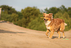 Australian Shepherd in summer