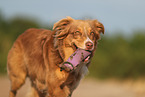 Australian Shepherd in summer