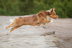 Australian Shepherd in summer