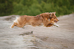 Australian Shepherd in summer
