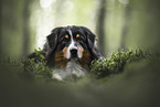 adult Australian Shepherd