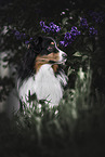 adult Australian Shepherd