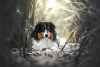 adult Australian Shepherd