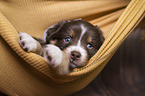 Australian Shepherd Puppy