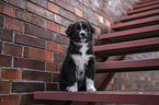 Australian Shepherd Puppy