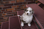 Australian Shepherd Puppy