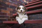Australian Shepherd Puppy