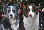 Australian Shepherds